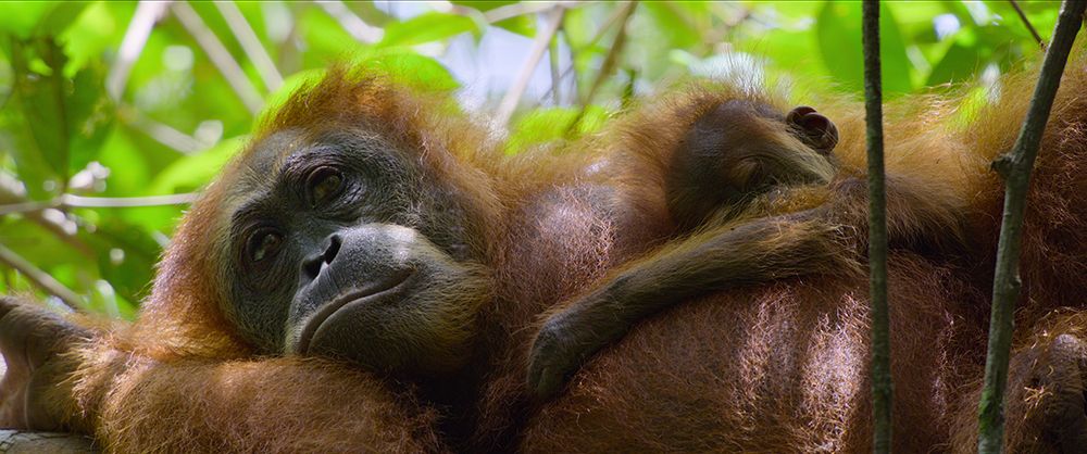 An orangutan in Sumatra 