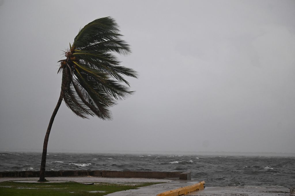 A coconut tree sways in the wind in Kingston, Jamaica, as Jamaica starts to feel the effects of Hurricane Mellisa