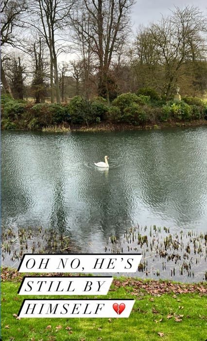 swan on lake at althorp 