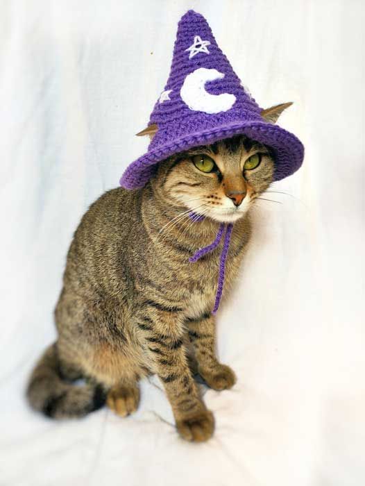 cat witch