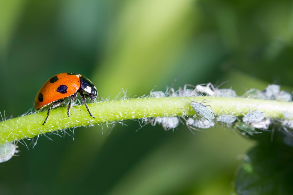 Ladybirds are natural predators for aphids