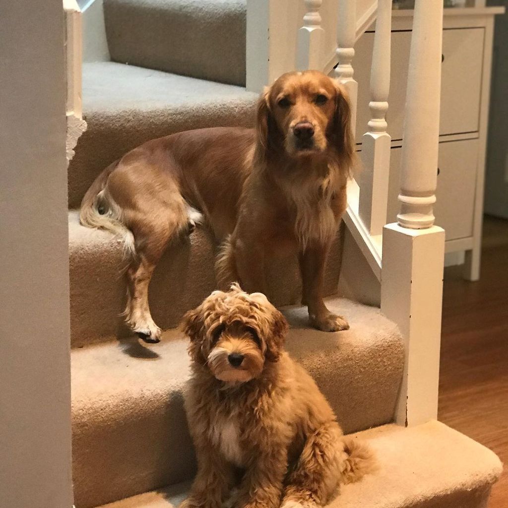 Tina O'Brien's dogs sitting on her stairs