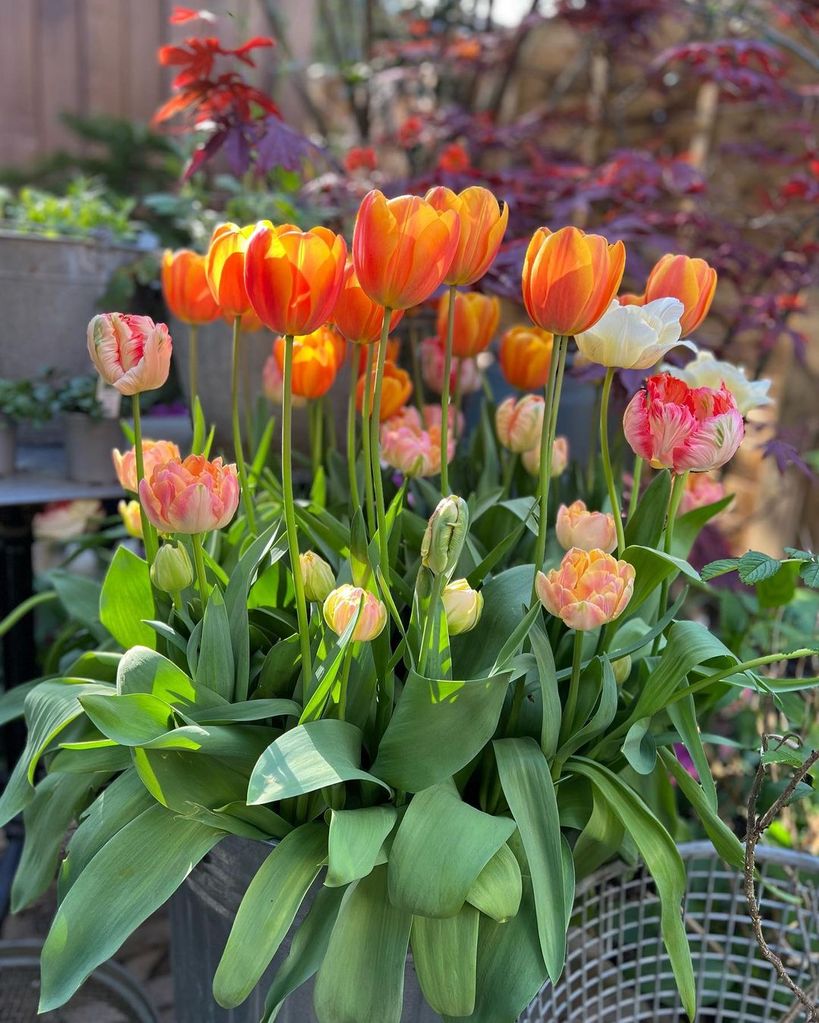 photo showing orange tulips from TV presenter Arit Anderson's garden