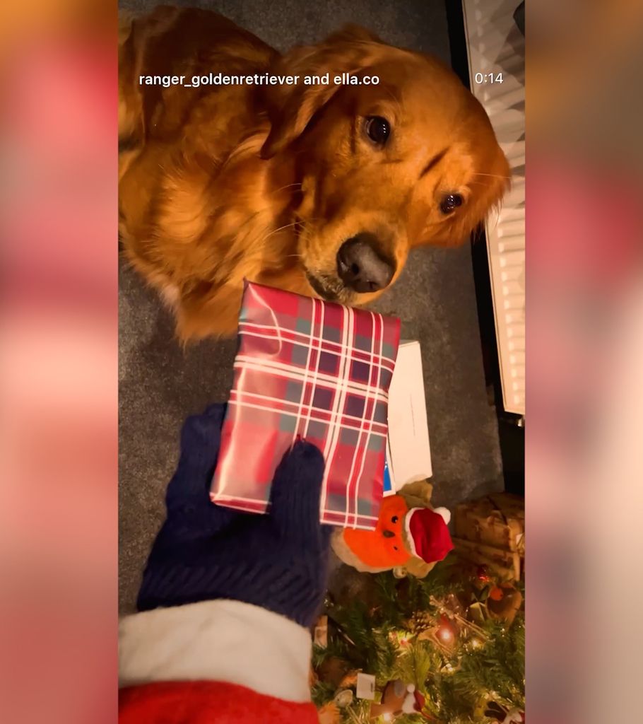 James Middleton's dog opening a present next to Christmas tree 