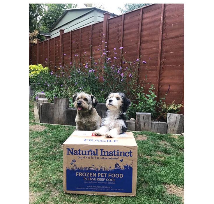 Karen Clifton garden dogs