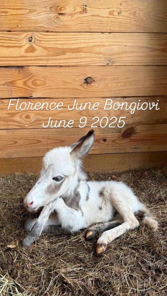 photo of baby donkey belonging to millie bobby brown and jake bongiovi