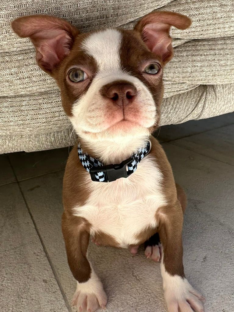 Mark Wahlberg introduces his family's new dog Nugget in a photo shared on Facebook