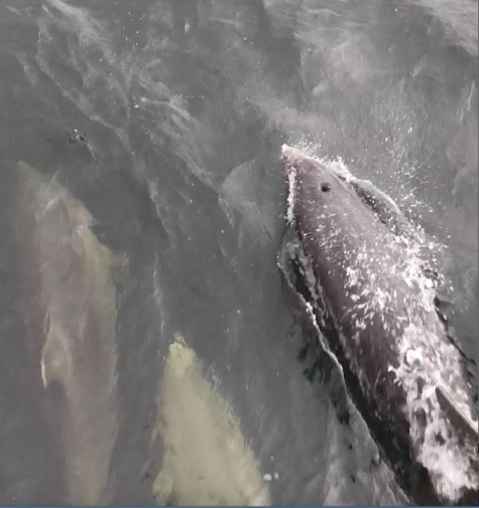 Dolphins spotted swimming in Scotland