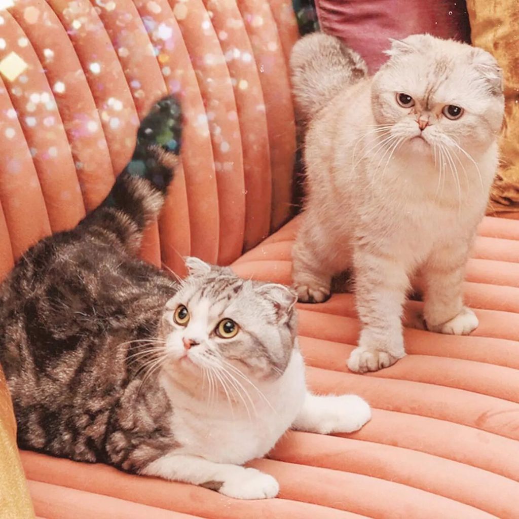 Taylor Swift's cats Meredith Gray and Olivia Benson sit on a pink couch 