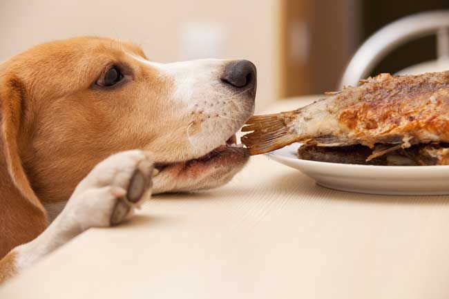 greedy beagle