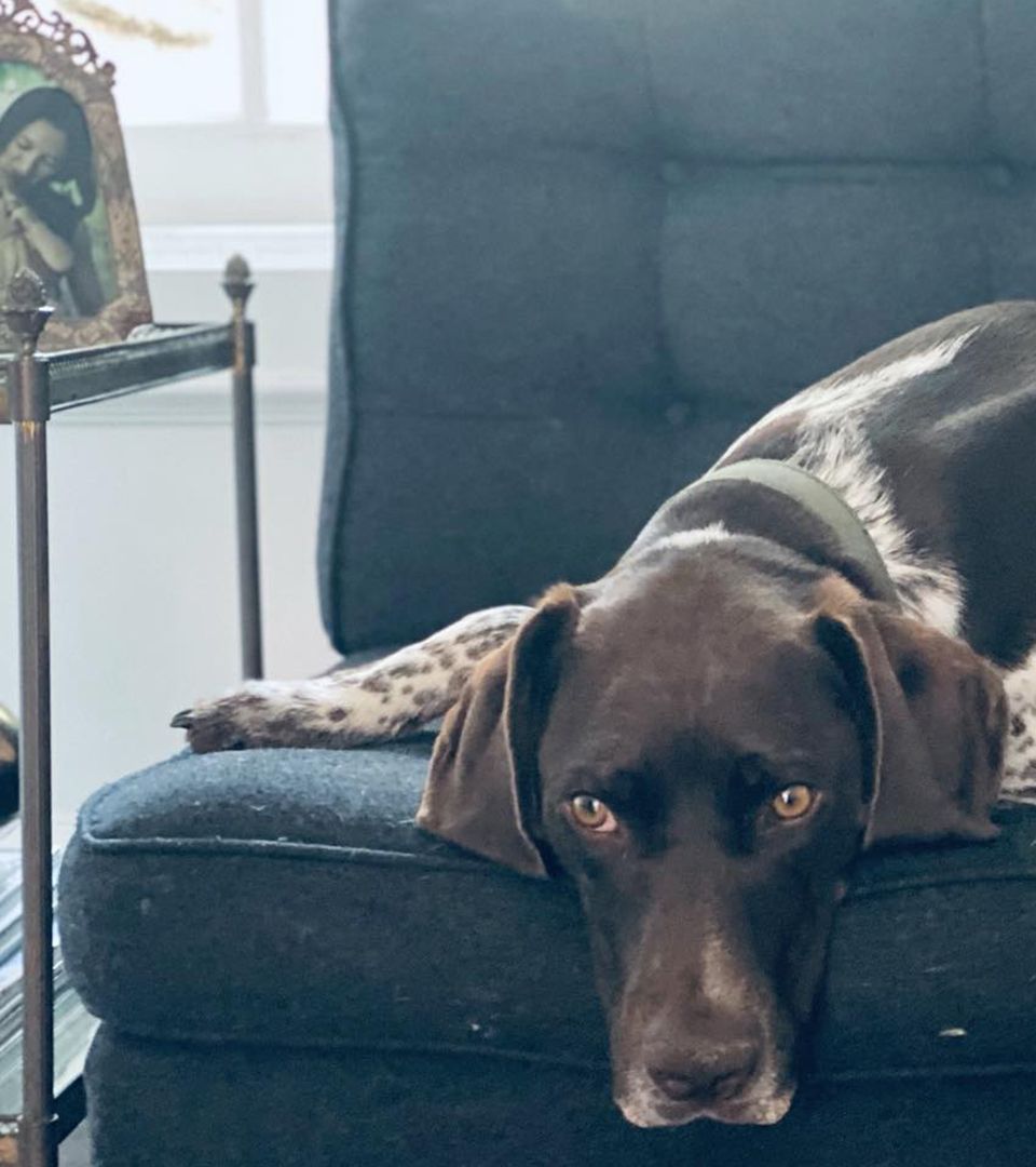 David Muir's dog Axel sits on a grey sofa beside a table with a family photo