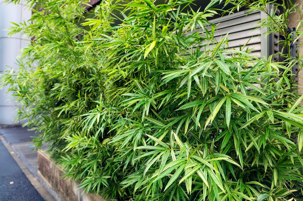 Bamboo in garden