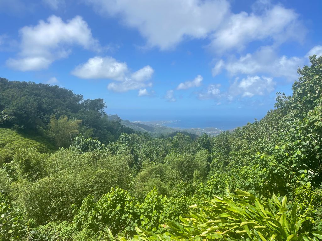Grenada has an abundance of lush rainforest