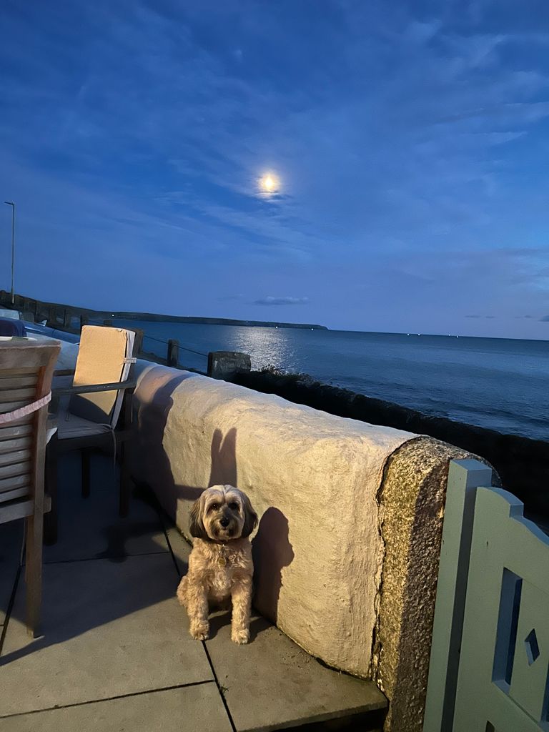 Tibetan Terrier dog under moon