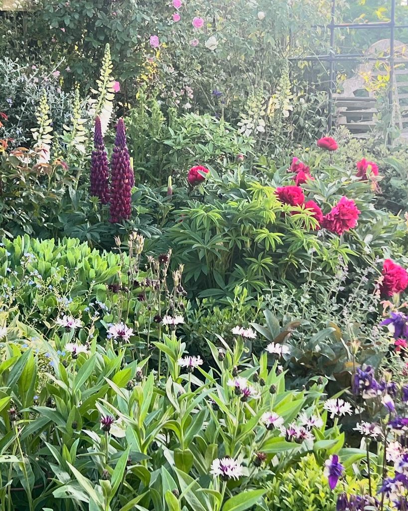 garden with flowers