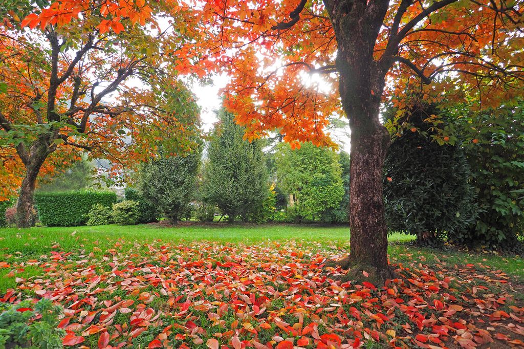Fallen leaves on bright green grass in Italian style garden.