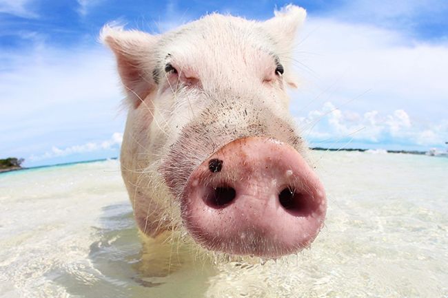 pig on beach