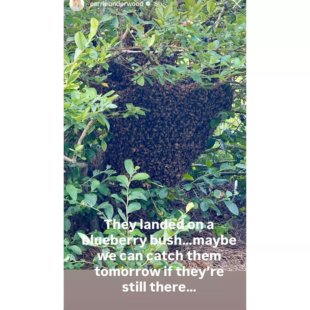 photo of bees at carrie underwood farm