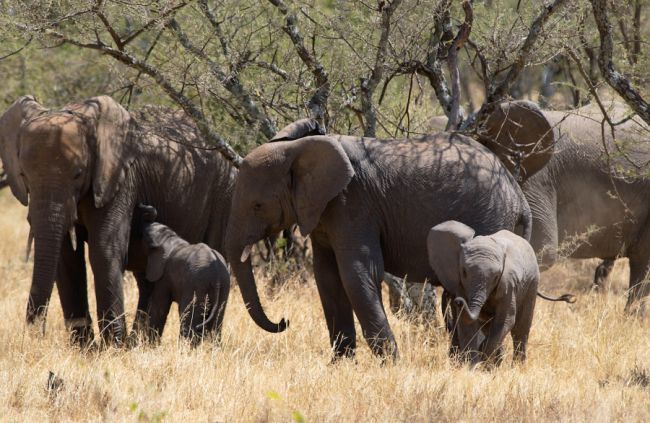 Elephants Serengeti Tanzania