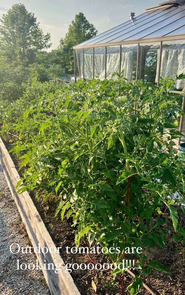 carrie underwood tomato plants outside greenhouse