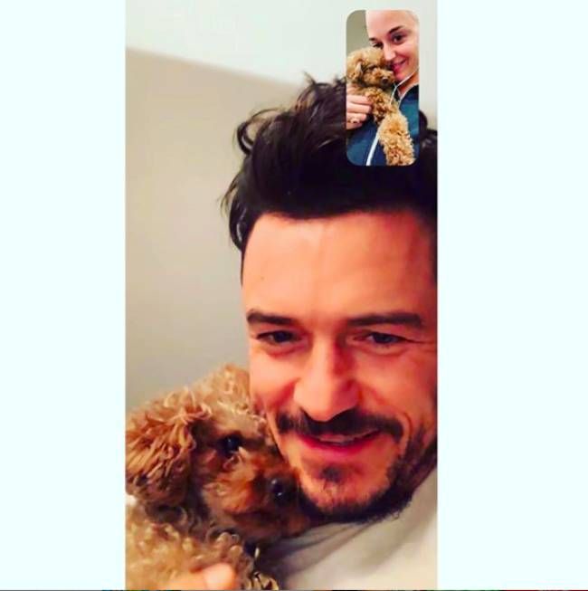 orlando bloom katy perry dogs