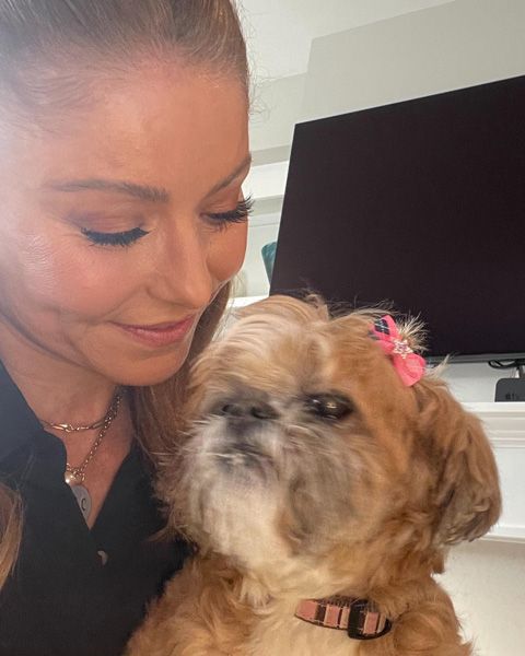 Aa83f3a76d18 Kelly Ripa Update With Dog Chewie Z 