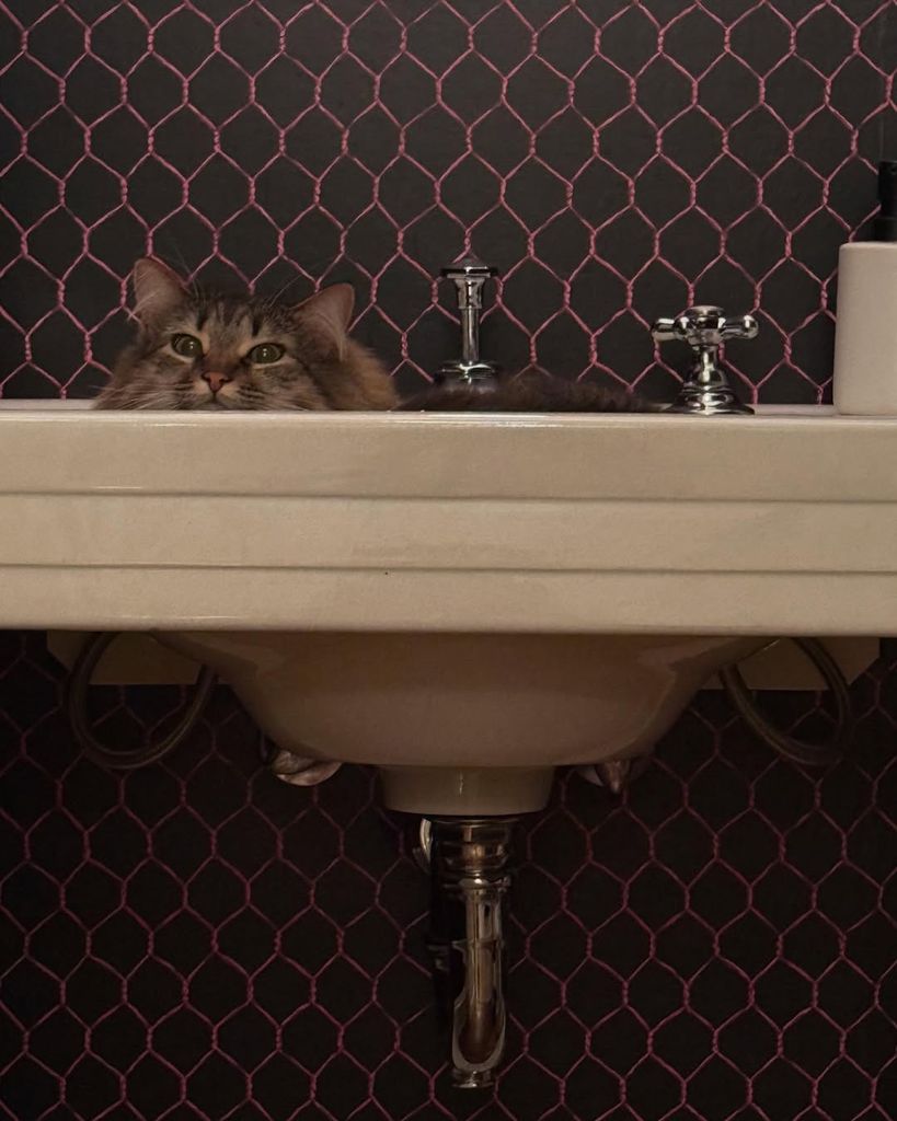 Sarah Jessica Parker shares a photo of her cat Lotus in the basin of her home's bathroom on Instagram