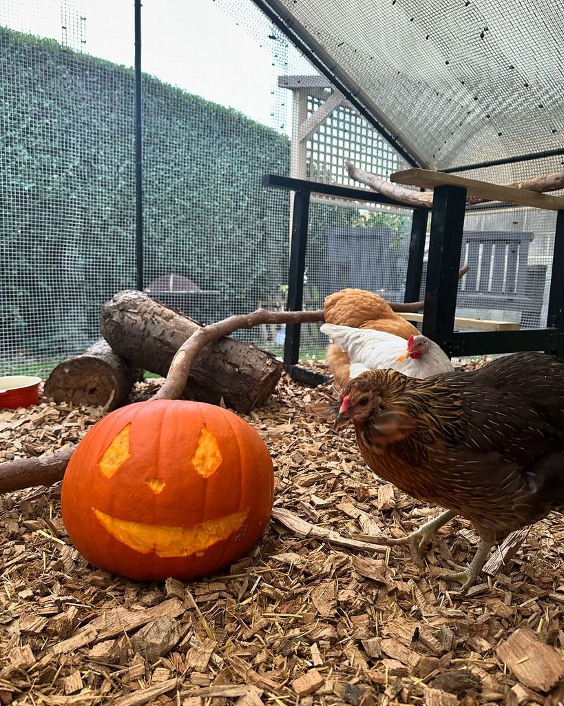 Ellie Warner keeps chickens at her home in Leeds