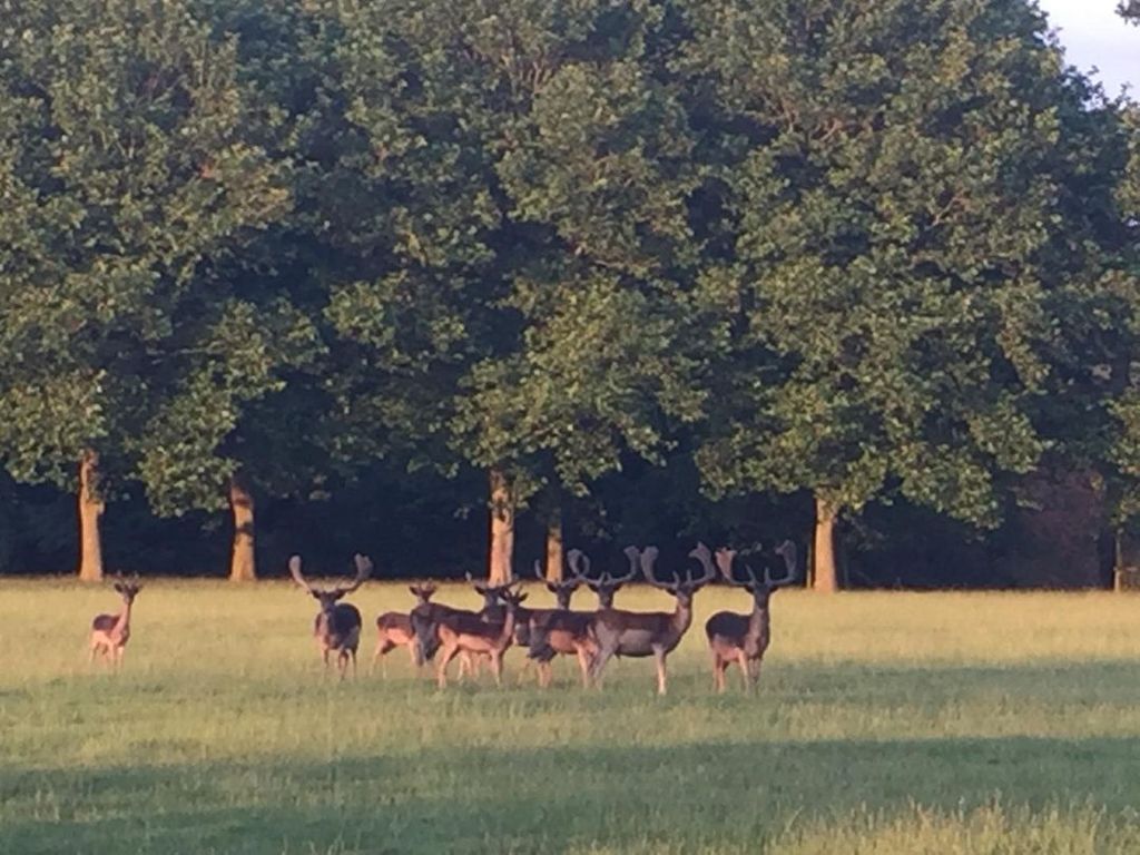 Deer at Althorp House