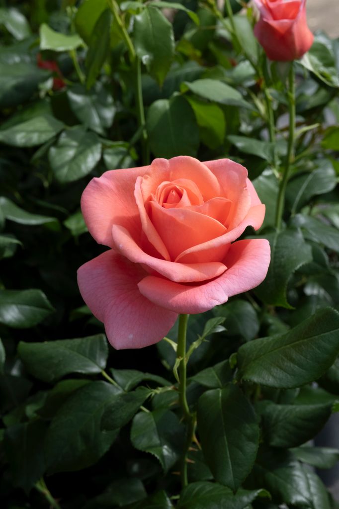 RHS Catherine's Rose