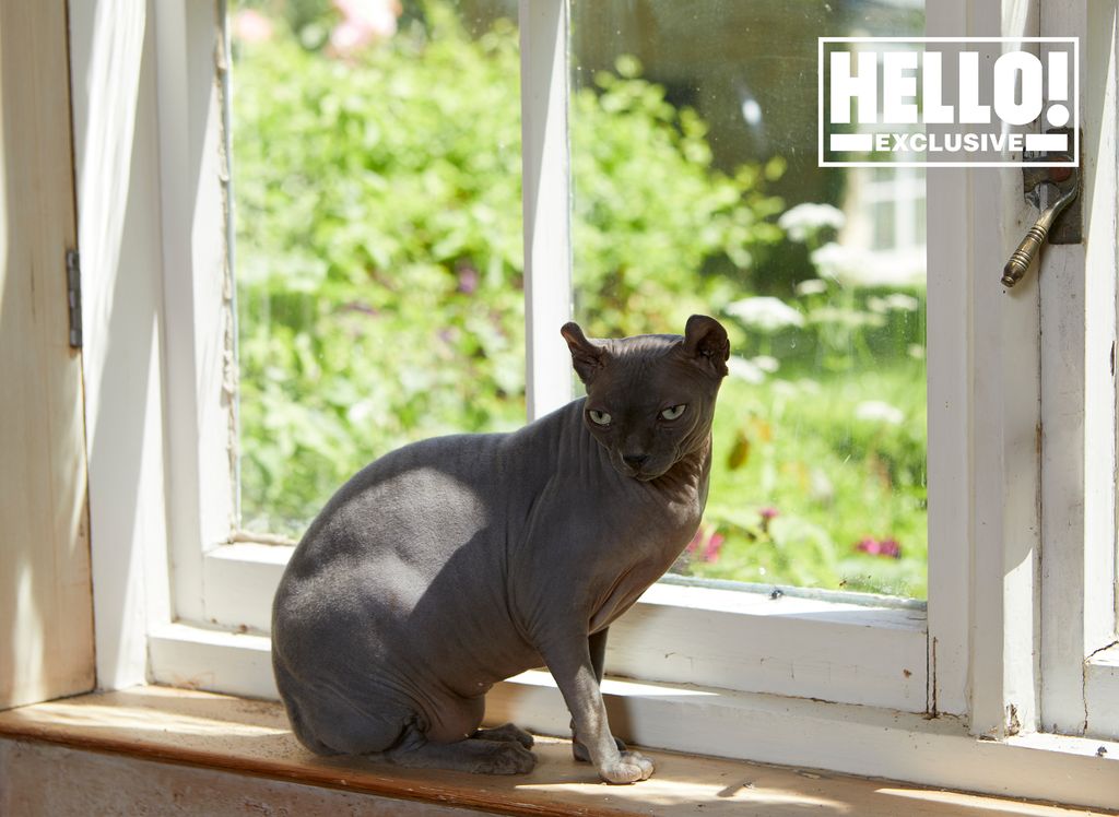 Blur star Alex James's pet cat on windowsill of farmhouse