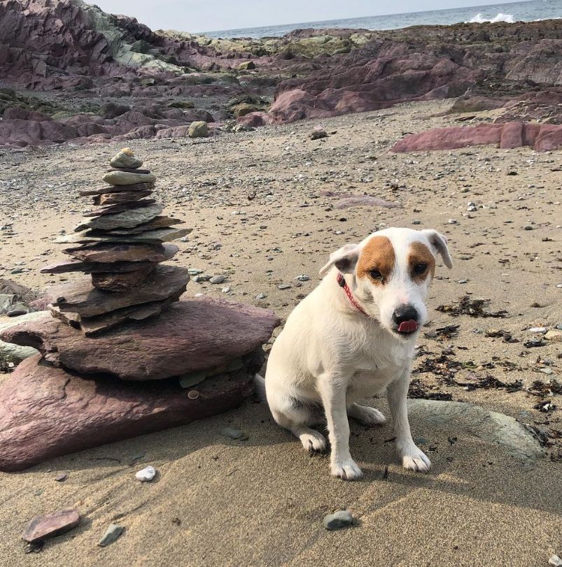 A dog sat on a sandy beach by a pile of rocks