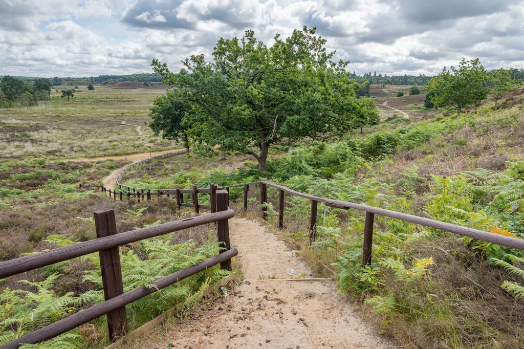 Dersingham Bog in West Norfolk