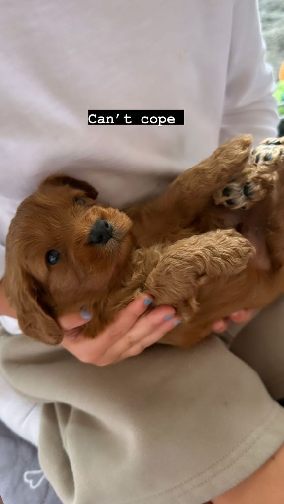 A photo of Abbey Clancy's new puppy