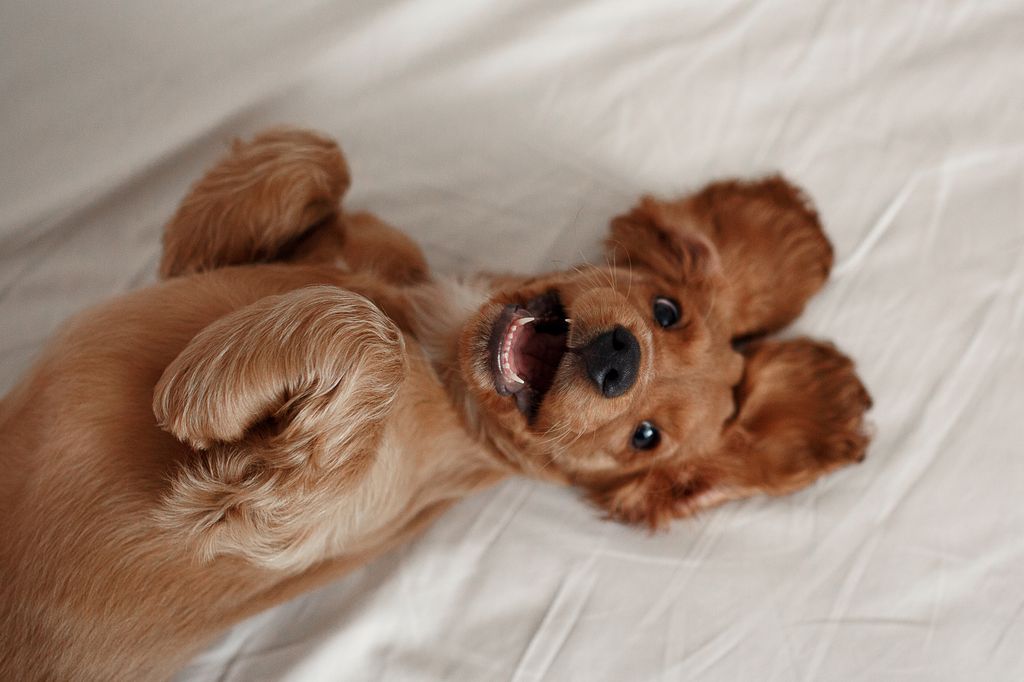 Cute playful doggy or pet Cocker Spaniel puppy dog on white bed. Funny moments of a dog.