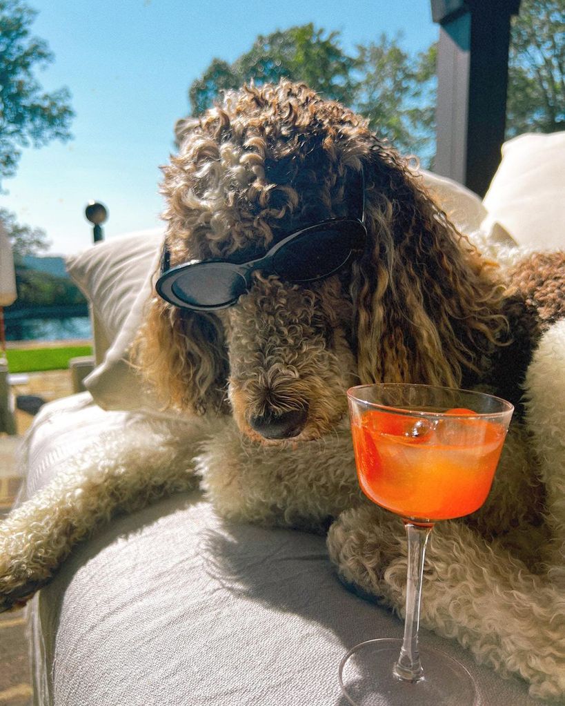 The McGraw family's dog Baz wearing sunglasses by the pool