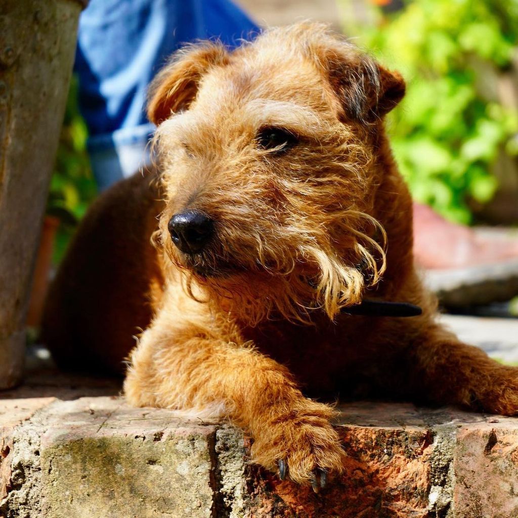 Carol Klein's dog Fifi