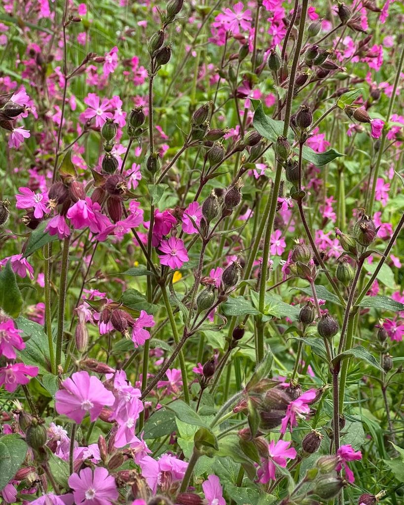 The flowers in Queen Mary of Denmark's garden at Fredensborg Palace