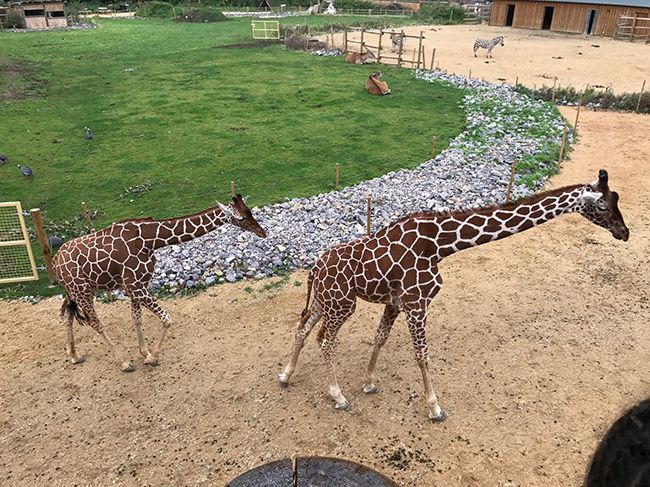 giraffes bristol zoo