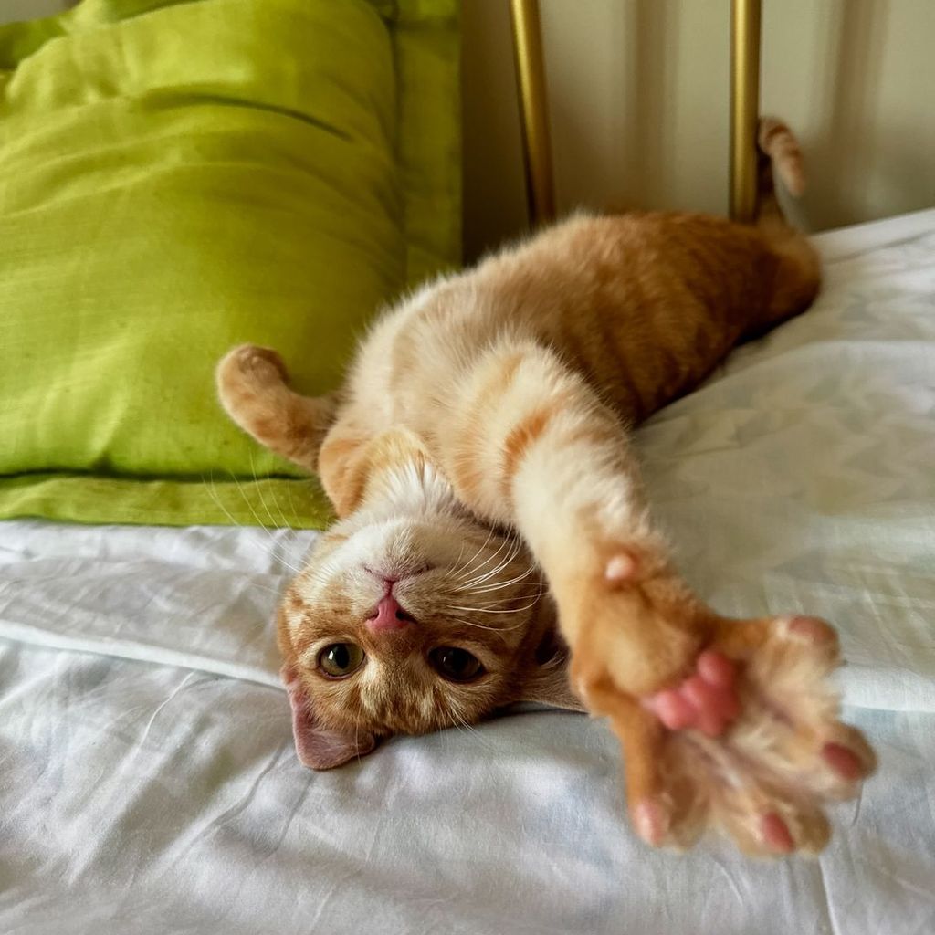 An orange cat lies on its back with its paw stretched towards the camera 