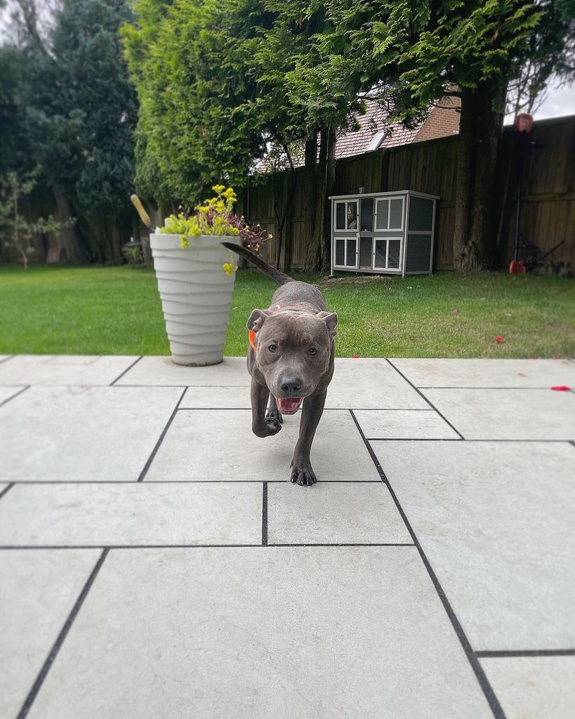 Georgia Bell's dog in the garden