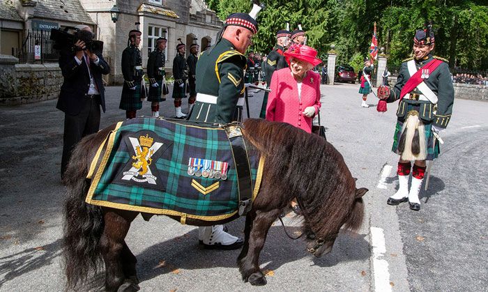 queen shetland pony balmoral