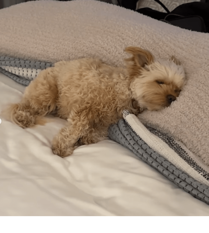 Hailey Bieber shared this photo of their dog sleeping on their bed