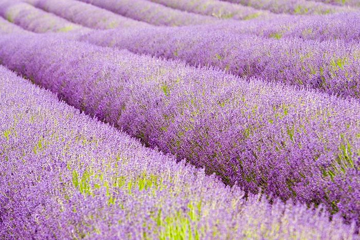 Yorkshire lavender field