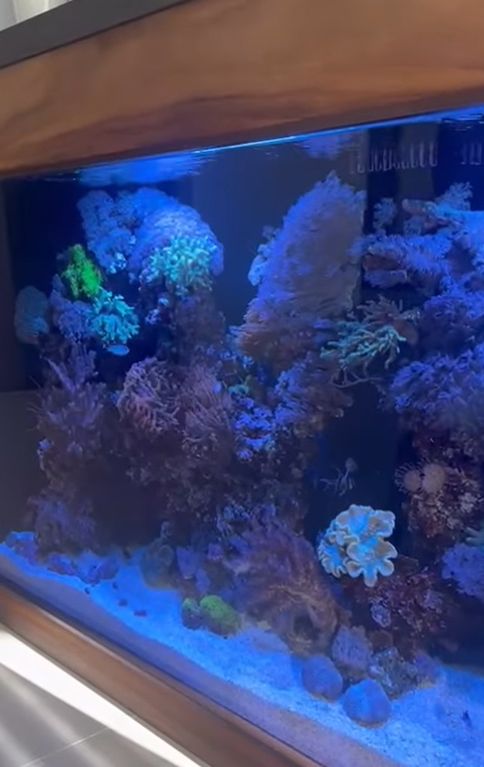 A fish tank with several fish swimming around