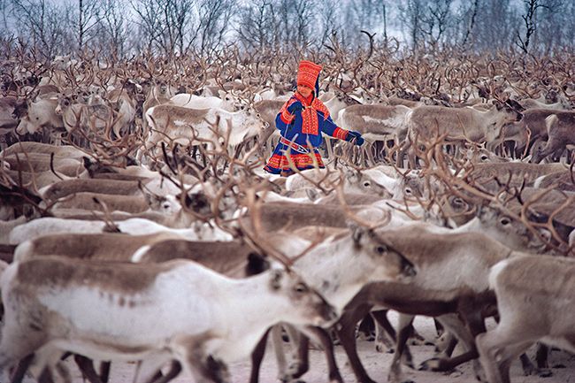 sami and reindeer 