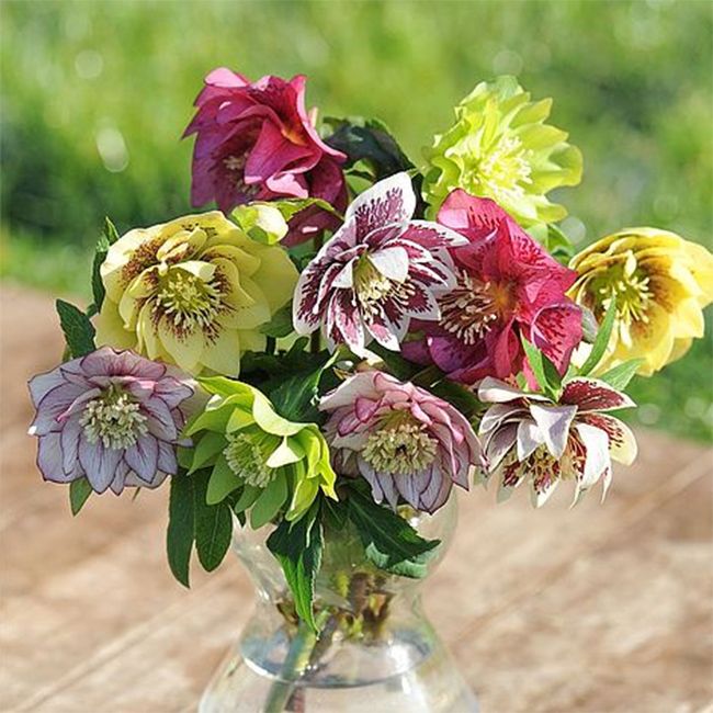 Thompson and Morgan Hellebores plant