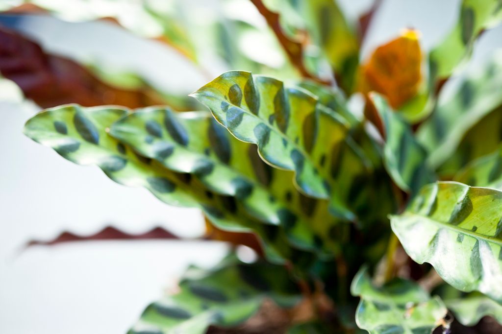 Close-up view of a potted Rattlesnake Calathea, a plant native to the Brazilian rainforest.