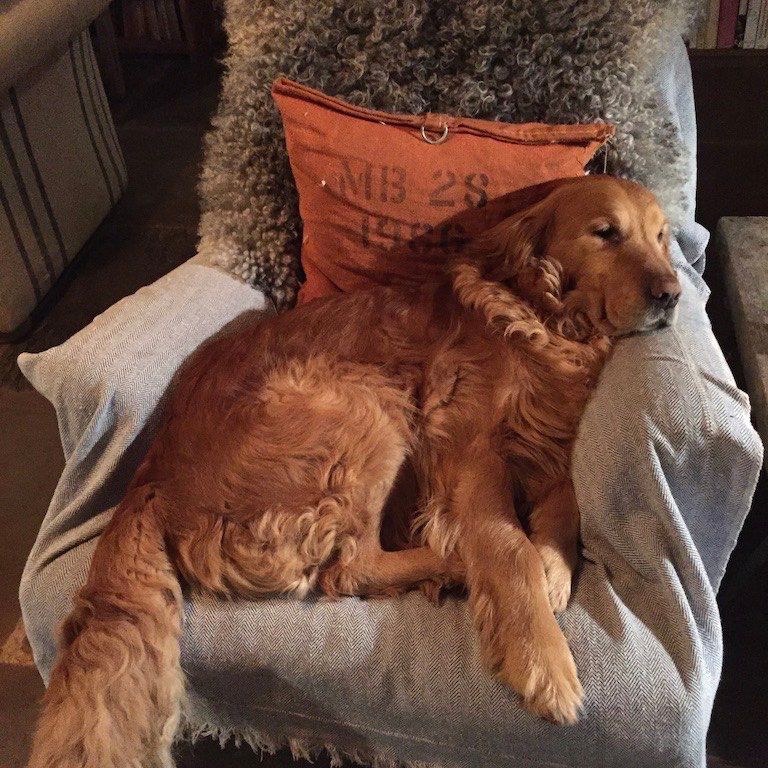 Monty's golden retriever Nigel sat in his armchair 