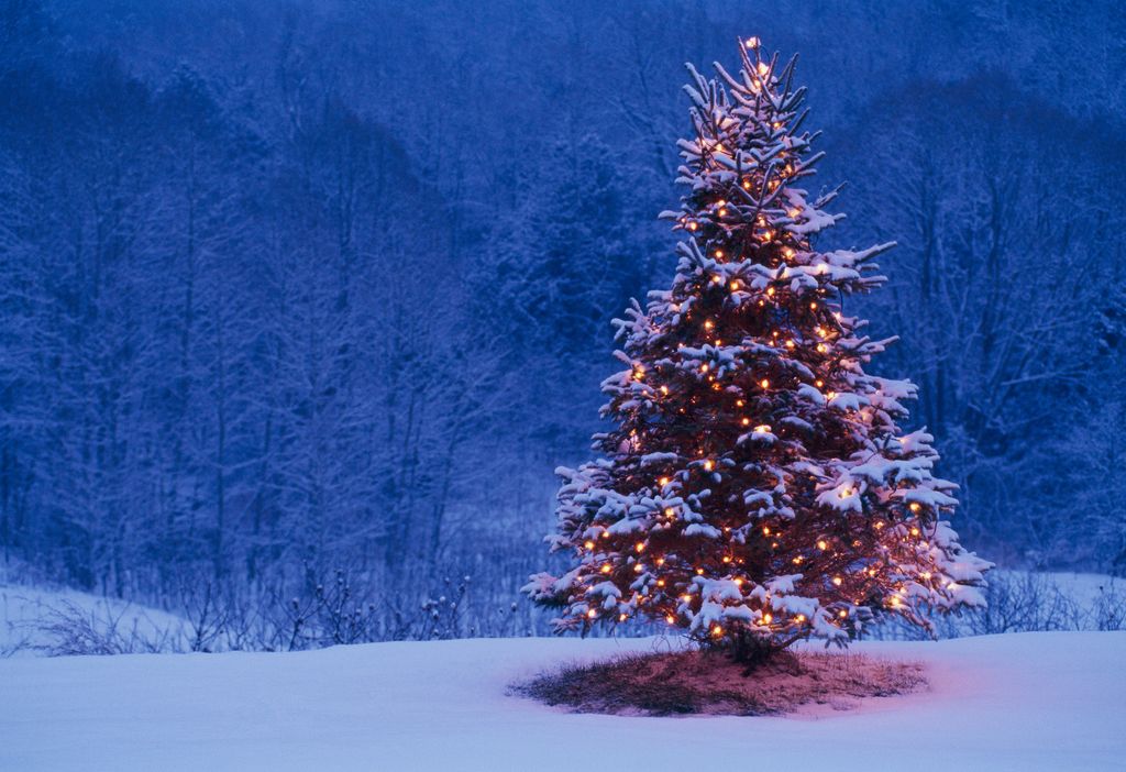 A beautiful Christmas tree covered in twinkling lights in a snowy forest 